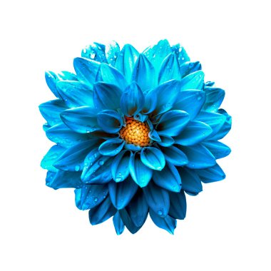 Gerçeküstü koyu krom açık mavi dalya makro üzerinde beyaz izole