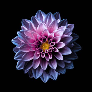 Siyah üzerine pembe ve mor çiçek dahlia makro izole gerçeküstü koyu krom