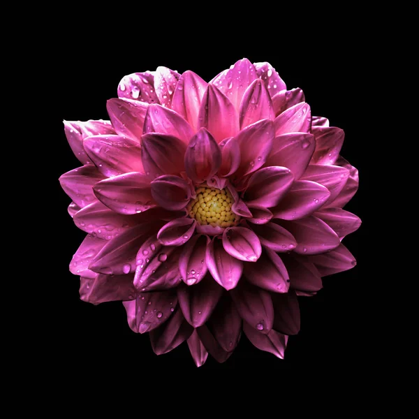 Siyah izole gerçeküstü koyu krom Pembe çiçek dahlia makro