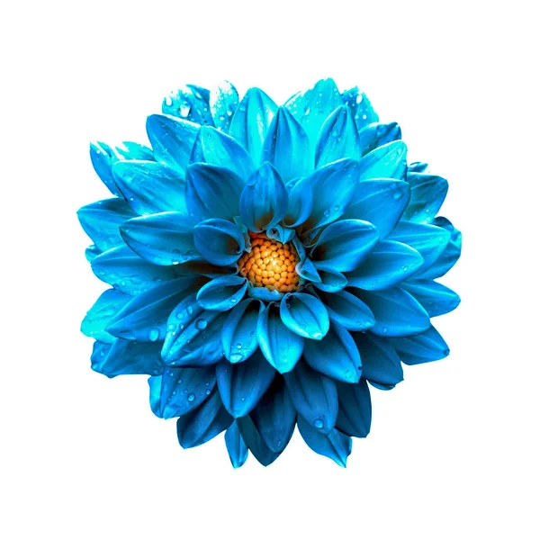 Gerçeküstü koyu krom açık mavi dalya makro üzerinde beyaz izole
