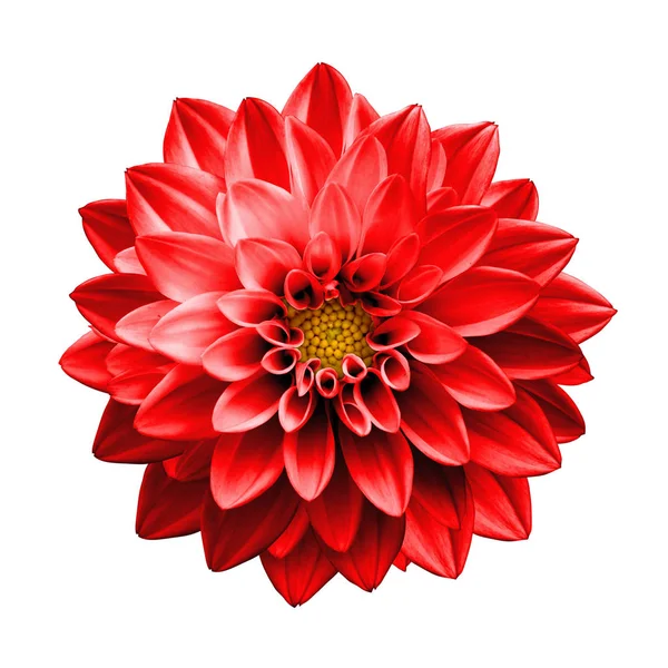 白で隔離シュール ダーク クローム赤花ダリア マクロ — ストック写真