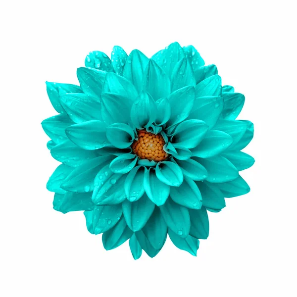 Turquoise flower dahlia macro isolated on white — Stock Photo, Image