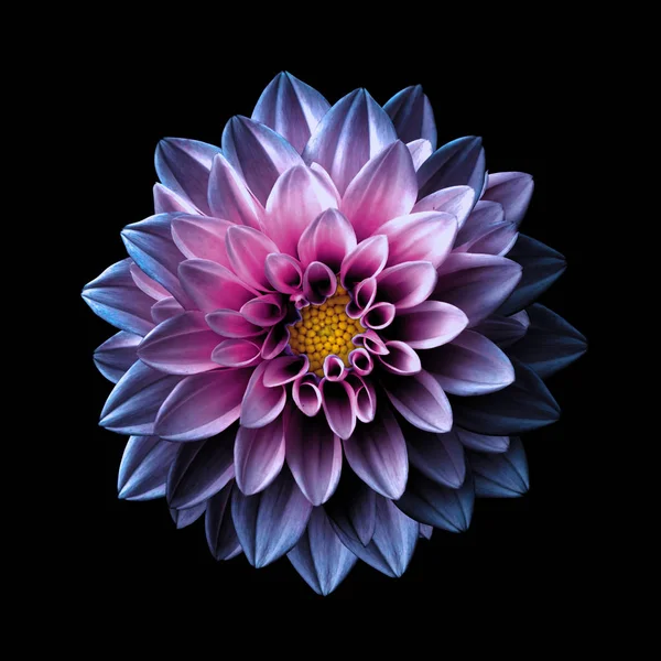 Surrealistisch donkere chroom roze en paarse bloem dahlia macro geïsoleerd op zwart — Stockfoto