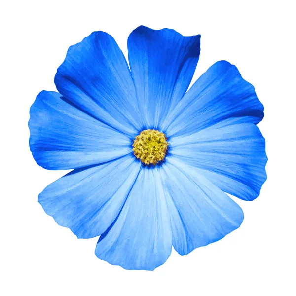 Estilo aquarela flor azul Primula macro isolado no branco. Ilustração vetorial — Vetor de Stock