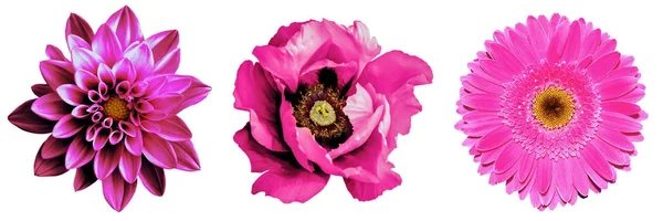 3 flores rosas surrealistas exóticas de alta calidad macro aisladas en blanco. Objetos de tarjetas de felicitación para aniversario, boda, diseño del día de las madres y las mujeres — Foto de Stock