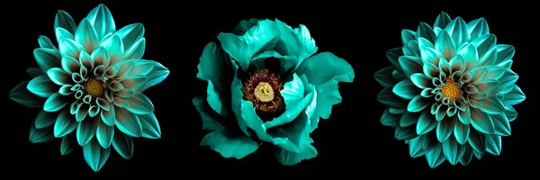 3 szürreális egzotikus kiváló minőségű türkizkék virágot makró elszigetelt fekete. Évforduló, esküvő, anyák és női nap design üdvözlőlap-objektumok — Stock Fotó