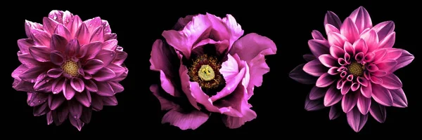 3 flores surrealistas exóticas de alta calidad de color rosa macro aisladas en negro. Objetos de tarjetas de felicitación para aniversario, boda, diseño del día de las madres y las mujeres — Foto de Stock