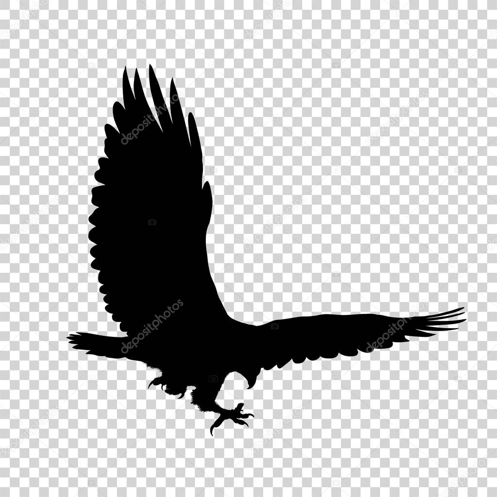 Detailed bird black silhouette isolated