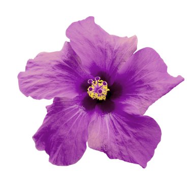 Gerçeküstü menekşe rengi Çin gülü beyaza izole edilmiş.