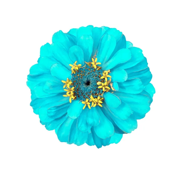 Surreal cyan Zinnia flower isolated on white — Stock Photo, Image