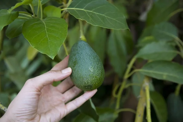 Avokado Avokado Ağacı Sebze Yetiştiriyorum Bahçe Işleri Konsepti Yakın Plan — Stok fotoğraf