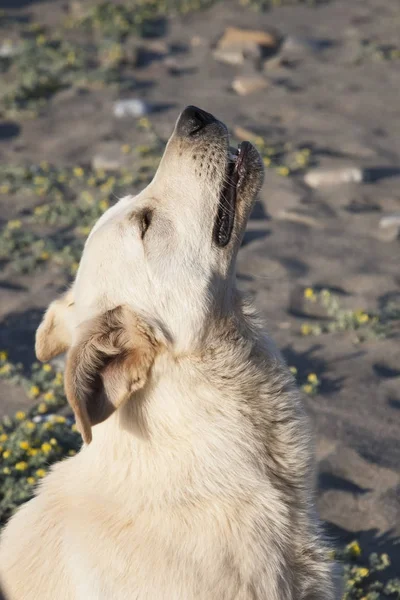 Açık Renkli Köpek Sahilde Dinleniyor — Stok fotoğraf