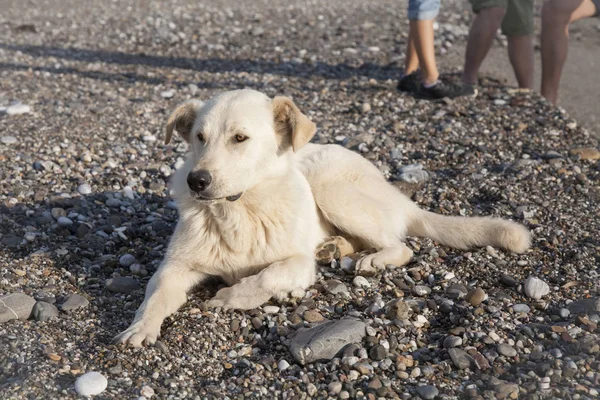 Cane Colore Chiaro Appoggiato Sulla Spiaggia — Foto Stock