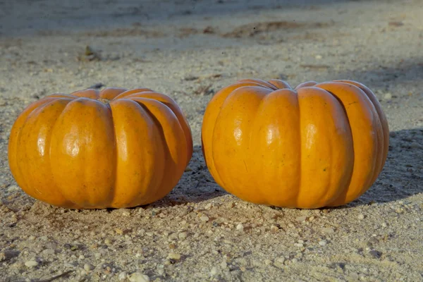 Coupez Les Citrouilles Herbe Verte Saison Des Citrouilles Extérieur Généralités — Photo