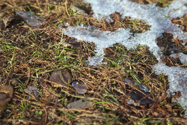 Dünne Eisplatten Liegen Auf Dem Rasen — Stockfoto