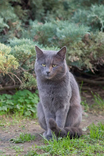 Yeşil Gözlü Vahşi Kedi Gri Kedi Yazın Doğada Gri Bir — Stok fotoğraf