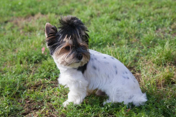 Portré Beaver Yorkshire Terrier Kiskutya Szabadban — Stock Fotó