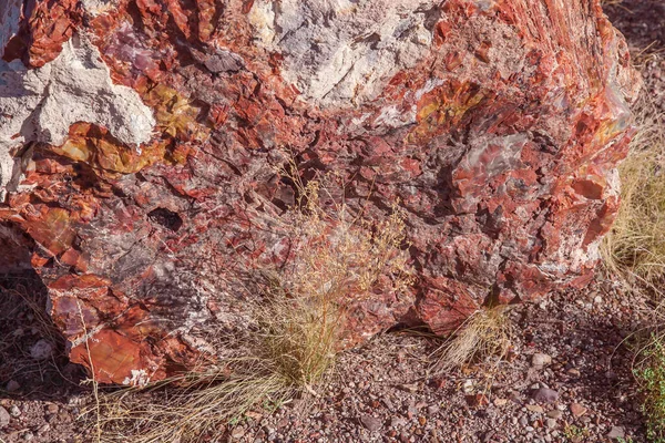 Megkövült Fatörzs Megkövesedett Erdő Sokszínű Közelkép Petrified Forest Nemzeti Parkban — Stock Fotó