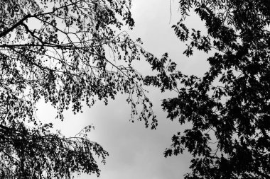 Alt görünümü siluet siyah ağaç dalları.