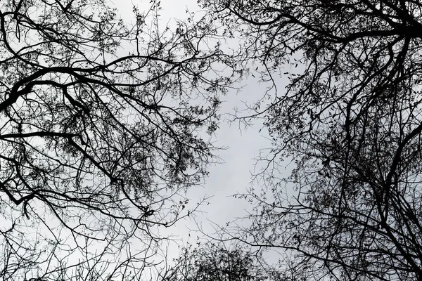 Undersidan av silhouette svarta trädgrenar. — Stockfoto