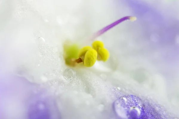 Фіолетовий цвіт, синьо-білий колір, макрозображення, фон природи . — стокове фото