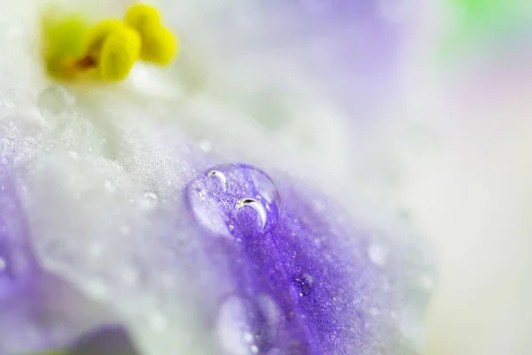 Rocíe las gotas en la flor violeta, los colores azules y blancos de la flor, imagen macro, fondo de la naturaleza . — Foto de Stock