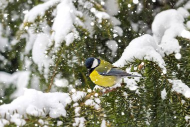 Büyük baştankara kış ormanda kar yağışı sırasında Ladin şube kaplı kar üzerinde oturur.