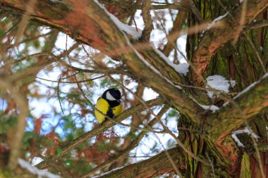Büyük baştankara kış orman dalında oturur.