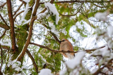 Jay Ladin şube kış orman, alt görünümü karda kapsadığı oturur.