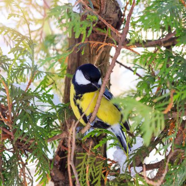 Büyük baştankara kış orman dalında oturur.