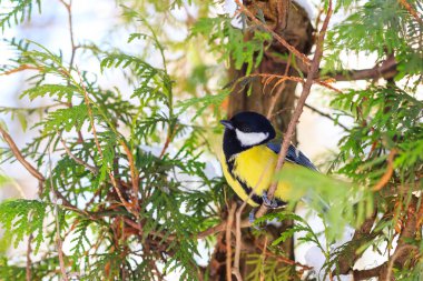 Büyük baştankara kış orman dalında oturur.