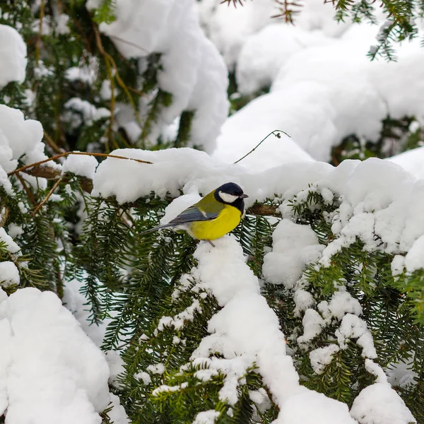 Gran teta se sienta en la rama de abeto cubierto de nieve en el bosque de invierno . — Foto de Stock