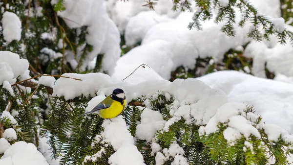 Gran teta se sienta en la rama de abeto cubierto de nieve en el bosque de invierno . — Foto de Stock