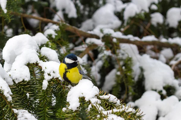 Gran teta se sienta en la rama de abeto cubierto de nieve en el bosque de invierno . — Foto de Stock