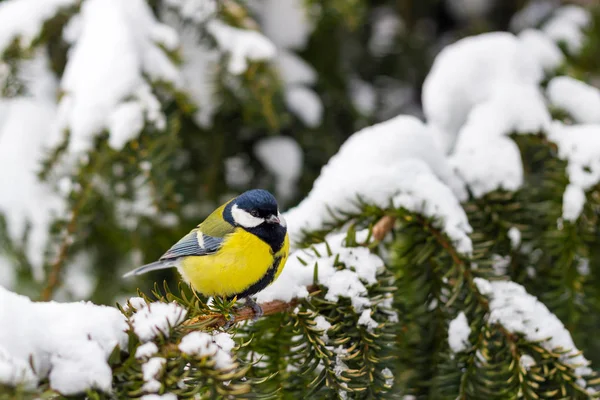 Gran teta se sienta en la rama de abeto cubierto de nieve en el bosque de invierno . — Foto de Stock
