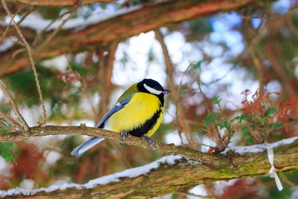 Gran teta se sienta en la rama en el bosque de invierno . — Foto de Stock