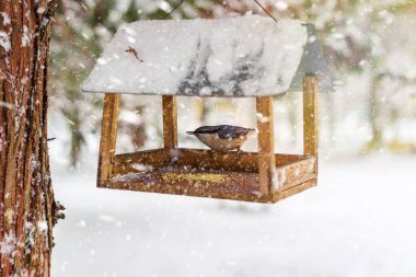 Sıvacı kuşu, besleyici kaplı kar kış ormandaki Sitta europaea oturur.