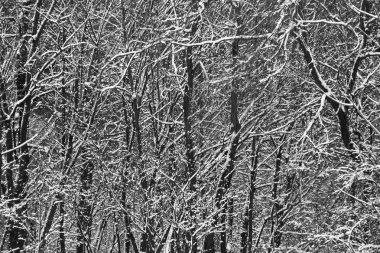 siyah ağaçları kış, soyut arka planda beyaz kar/EC.