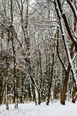Kış orman, doğa manzara, kar ile kaplı ağaçlar.