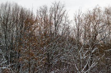 siyah ağaçları kış, Doğa Kış arka plan beyaz kar tarafından kapalı.