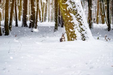 Bir sincap ağaçta park, kar yağışı, kış sezonu beyaz kar altında.