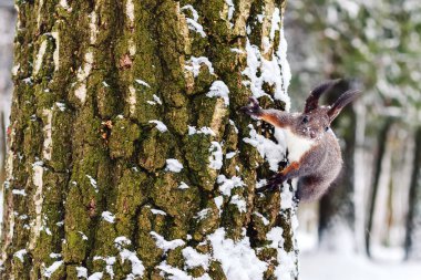 Bir sincap ağaçta Park, kış sezonu.