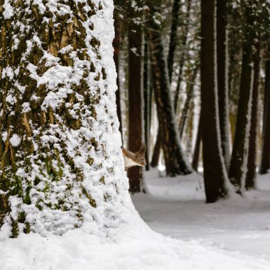 Bir sincap ağaçta Park, kış sezonu.