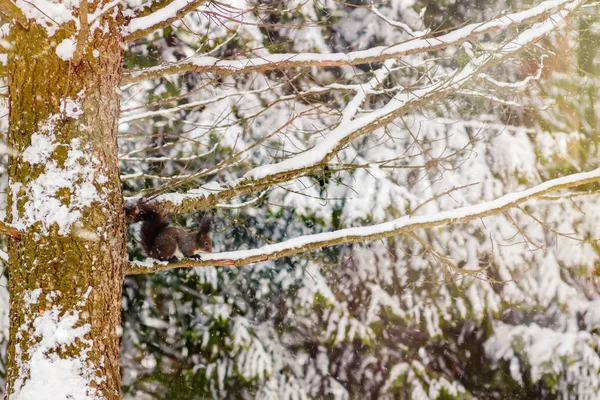 Ένα κόκκινο σκίουρο στο δέντρο στο πάρκο, κατά τη διάρκεια της χιονόπτωσης το χειμώνα. — Φωτογραφία Αρχείου