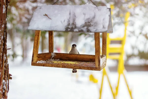 Gran teta se sienta en la nieve cubierta alimentador en el bosque de invierno . — Foto de Stock