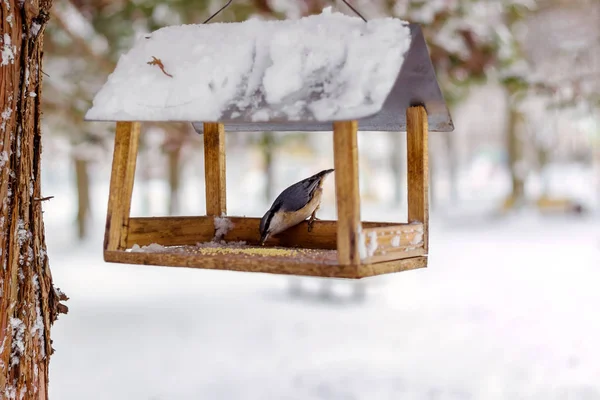 Brhlík, Sitta europaea sedí na podavač vztahuje sníh v zimě lese. — Stock fotografie