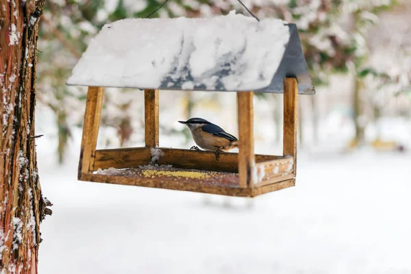 Boomklever, Sitta europaea zit op feeder gedekt sneeuw in de winter forest. — Stockfoto