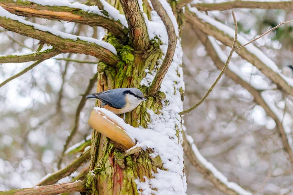 Nuthatch, Sitta europaea senta-se na árvore coberta de neve na floresta de inverno . — Fotografia de Stock