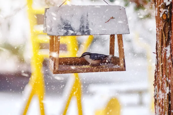Nuthatch, Sitta europaea se sienta en la nieve cubierta del alimentador en el bosque de invierno . — Foto de Stock