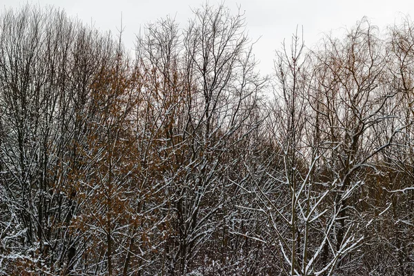 Μαύρα δέντρα που καλύπτονται από λευκό χιόνι το χειμώνα, η φύση χειμώνα φόντο. — Φωτογραφία Αρχείου